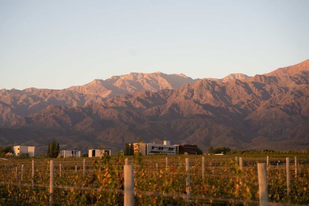 Fall colored vines in front of the Andes mountains at sunrise