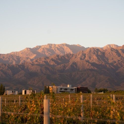 Fall colored vines in front of the Andes mountains at sunrise