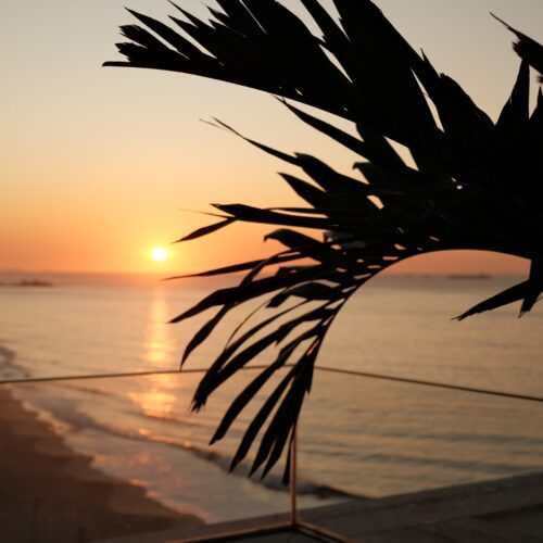 A palm leaf in front of a sunrise from a hotel balcony