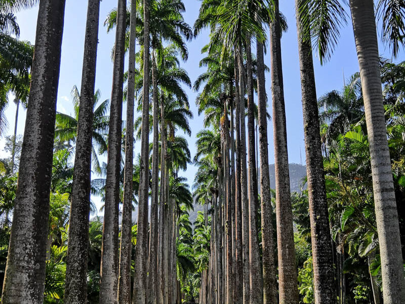Blue sky behind the giant palm trees in Jardim Botanico