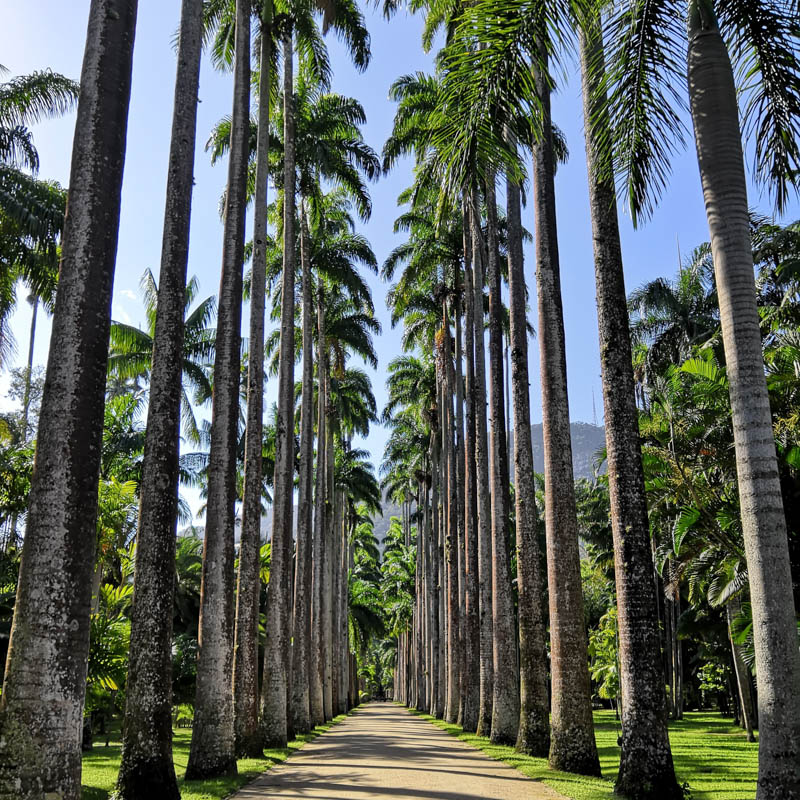Blue sky behind the giant palm trees in Jardim Botanico
