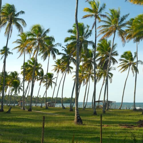 Palm trees on the shore of Cuiera beach