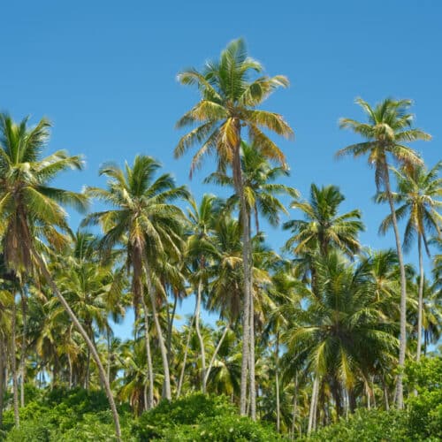 Green palm trees with a blue sky in Boipeba