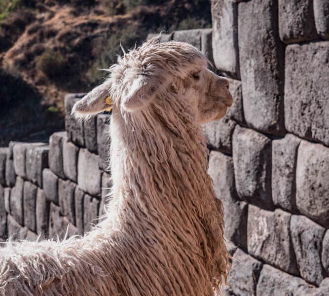 Llama standing at the edge of a stone wall