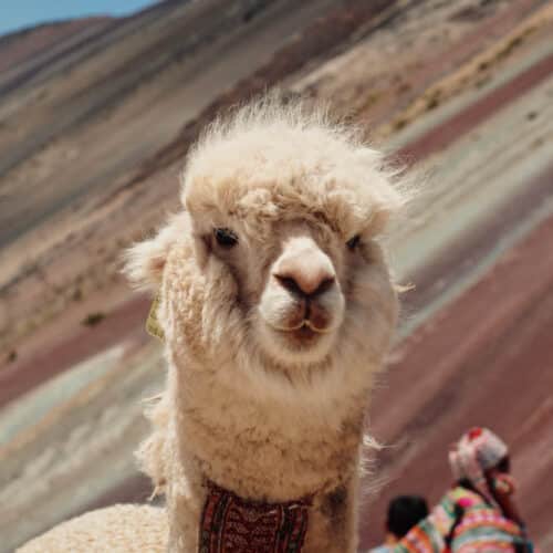 An alpaca in front of Rainbow Mountain in Peru