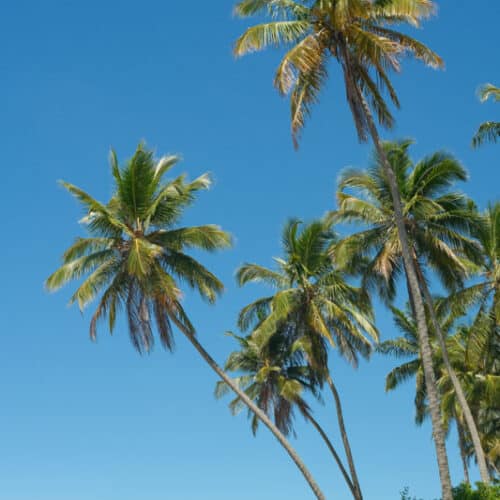 Palm trees lining a beach in Boipeba Brazil
